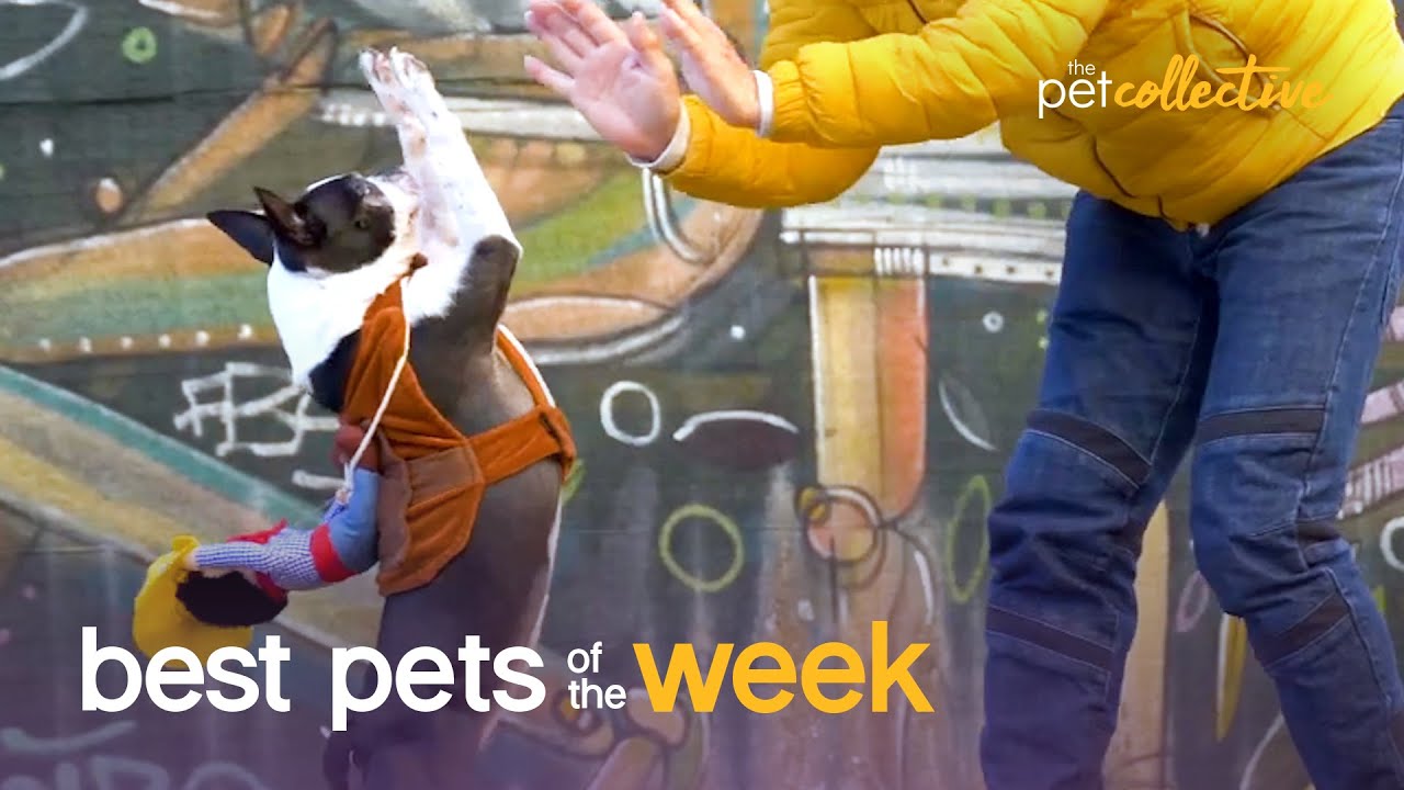 This Is Totally Pawsome | Best Pets of the Week