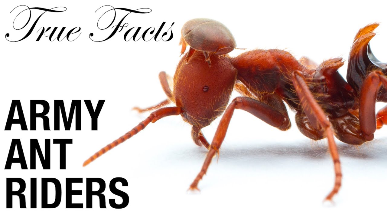 True Facts: Army Ant Riders