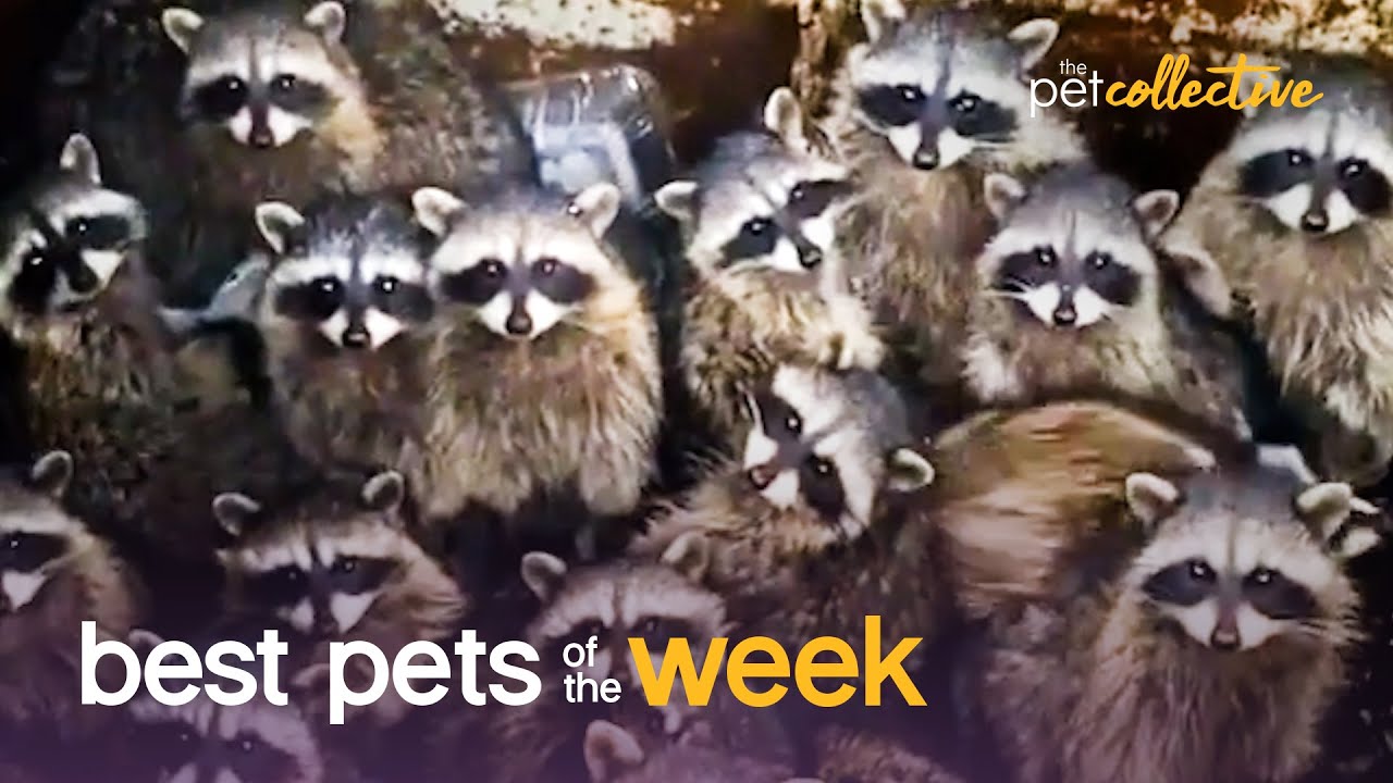 Trash Panda Party | Best Pets of the Week