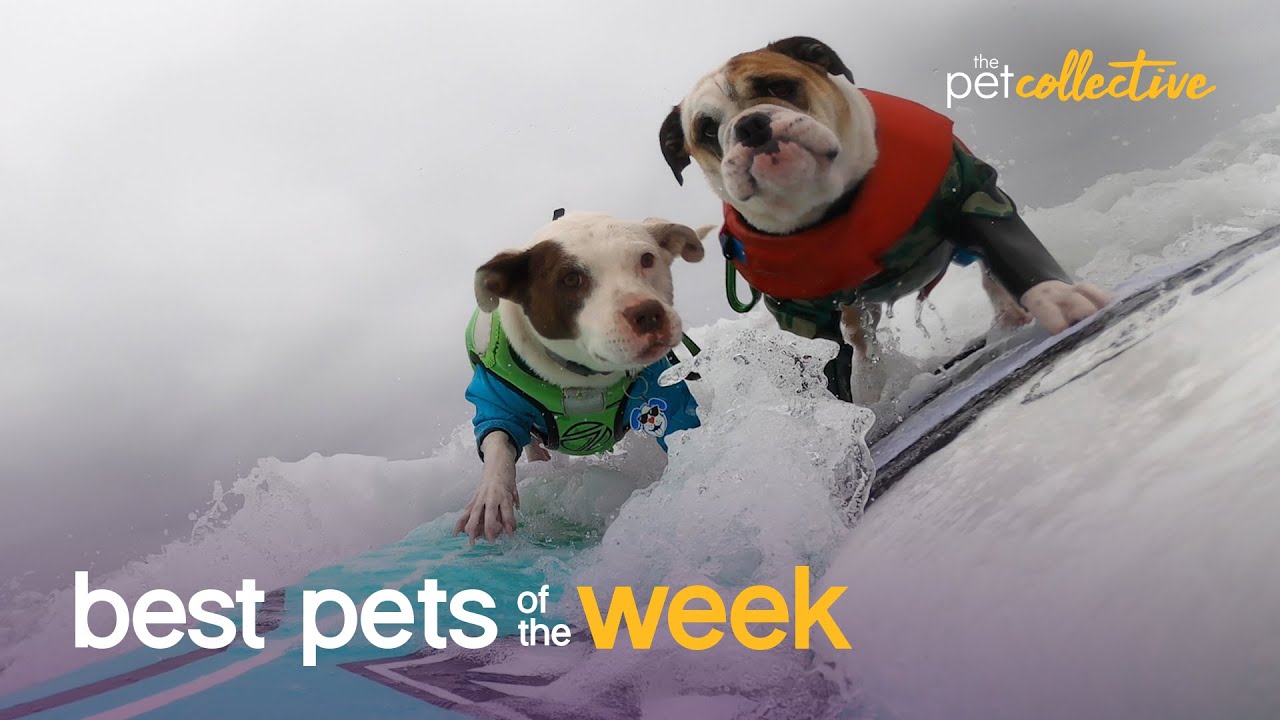 Surfing Dogs Have An Endless Summer | Best Pets of the Week
