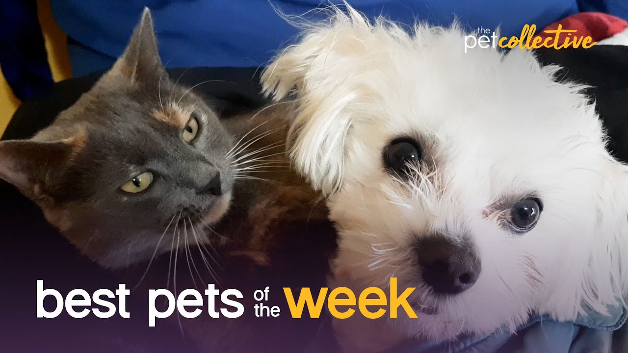 Cat & Dog BFFs | Best Pets of the Week