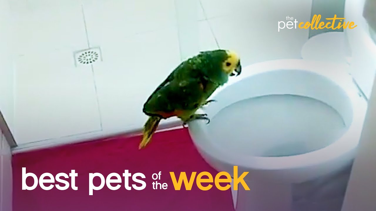 The World's Most Talented Bird? | Best Pets of the Week