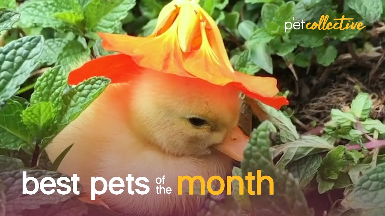 Best Pets of the Month | The Pet Collective