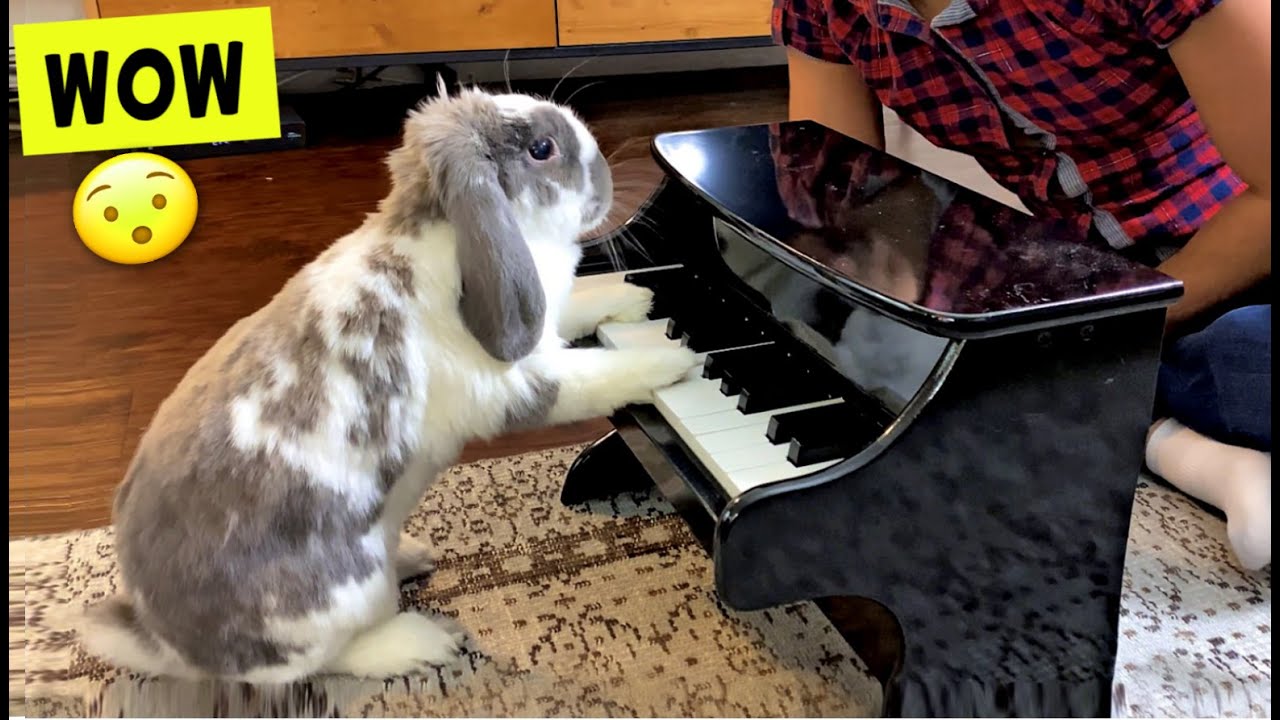 I taught my Rabbit Piano!