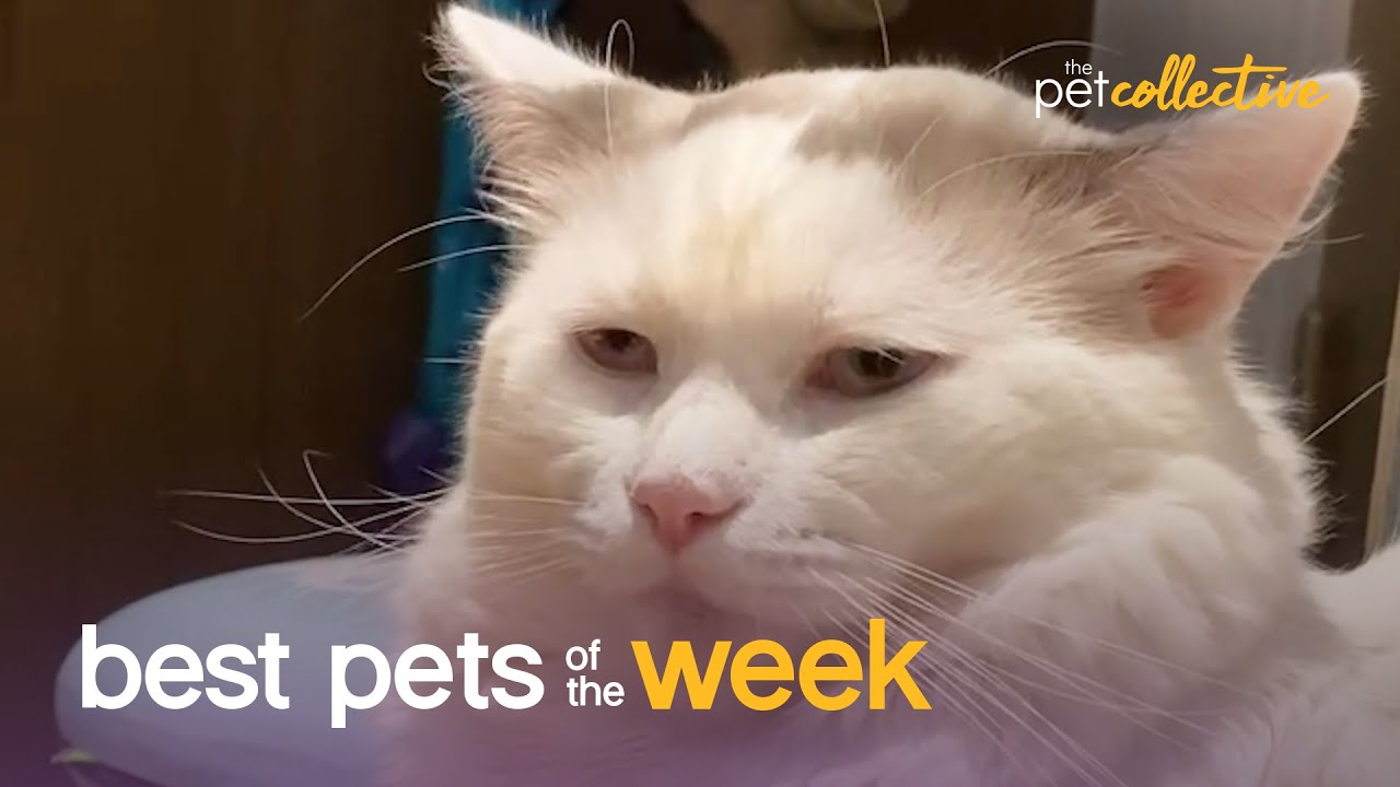 Super Cool Cat | Best Pets of the Week