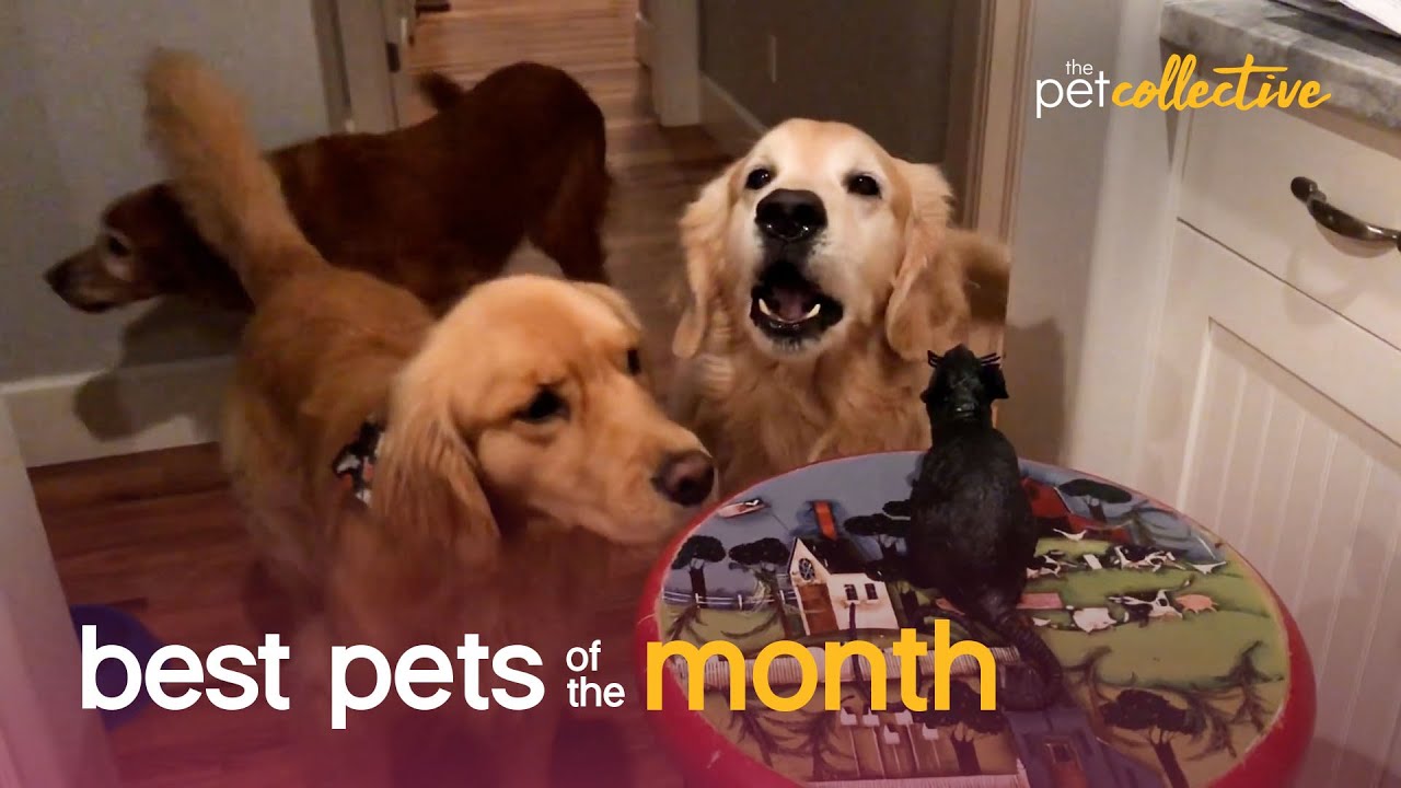 Best Pets of the Month (December 2020) | The Pet Collective