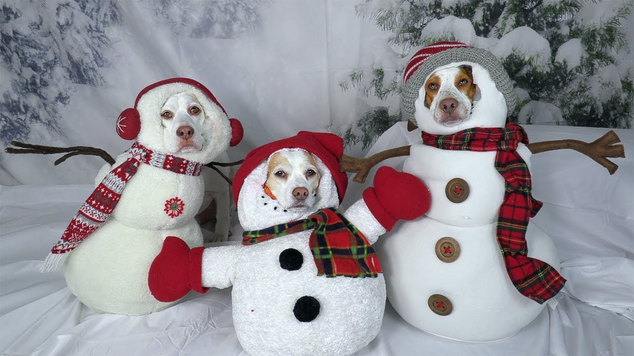 Funny Dogs in Christmas Costumes Compilation! Funny Dog Maymo, Penny & Potpie Dress Up for Holiday