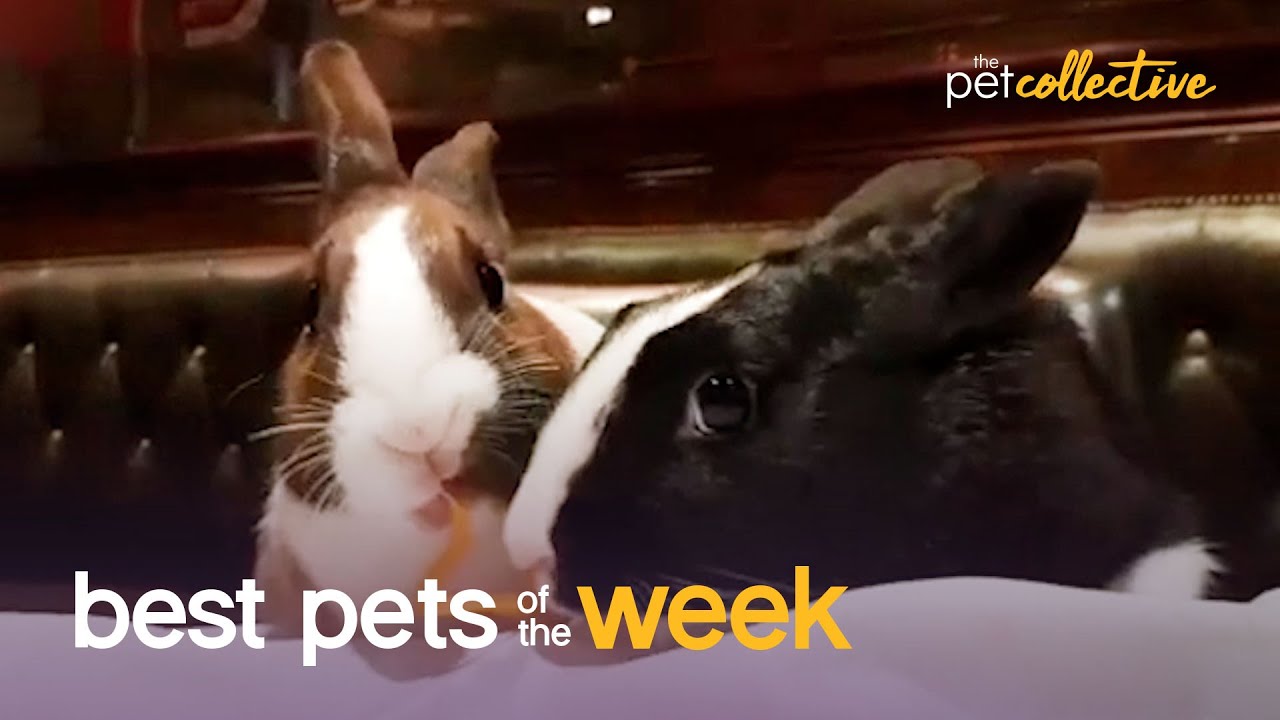 Very Romantic Rabbits | Best Pets of the Week
