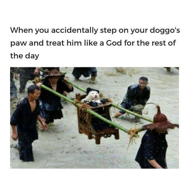 reacting kindly to dog wholesome meme