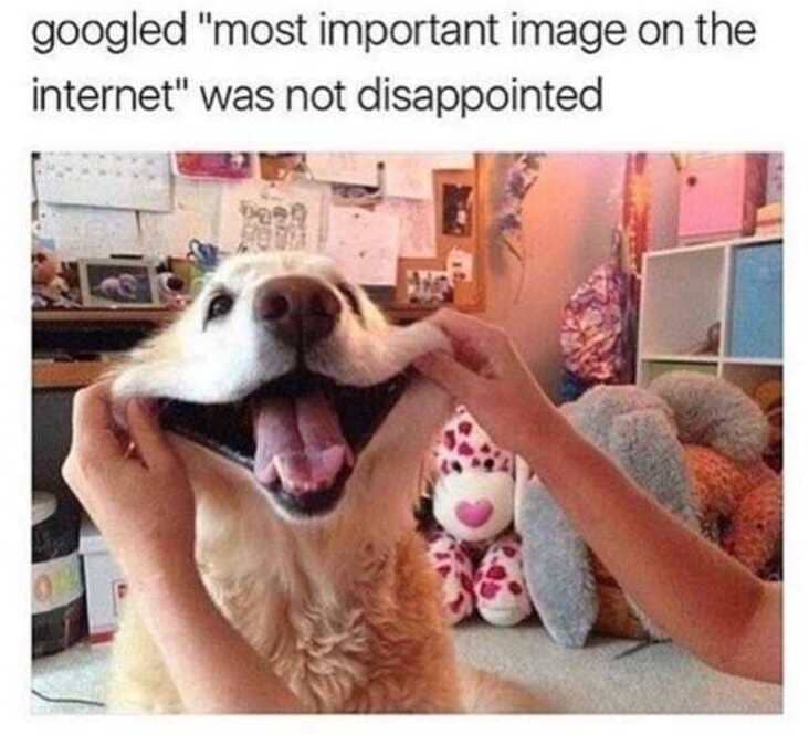 cute dog wholesome meme, wholesome meme, wholesome memes, meme wholesome, memes wholesome, clean wholesome meme, clean wholesome memes, cute wholesome meme, cute wholesome memes, sweet wholesome meme, sweet wholesome memes, meme that is wholesome, memes that are wholesome, uplifting wholesome meme, uplifting wholesome memes