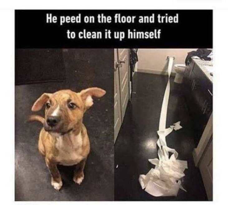 dog tried to clean up pee wholesome meme, wholesome meme, wholesome memes, meme wholesome, memes wholesome, clean wholesome meme, clean wholesome memes, cute wholesome meme, cute wholesome memes, sweet wholesome meme, sweet wholesome memes, meme that is wholesome, memes that are wholesome, uplifting wholesome meme, uplifting wholesome memes