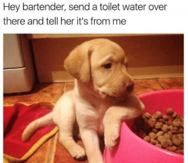 puppy ordering girl puppy drink wholesome meme