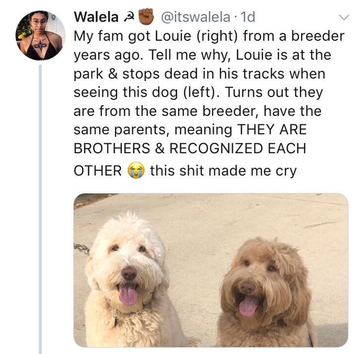dog brothers wholesome meme, wholesome meme, wholesome memes, meme wholesome, memes wholesome, clean wholesome meme, clean wholesome memes, cute wholesome meme, cute wholesome memes, sweet wholesome meme, sweet wholesome memes, meme that is wholesome, memes that are wholesome, uplifting wholesome meme, uplifting wholesome memes