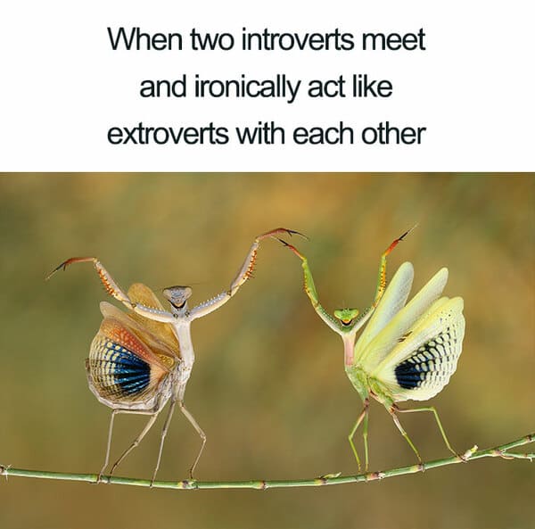 introvert meme, introvert memes, funny introvert meme, funny introvert memes, memes for introverts, funny memes for introverts, meme for introvert, funny meme for introverts, funny introvert joke, introvert jokes, funny introvert jokes, funny jokes for introvert, funny joke about introverts, funny jokes about introverts, introvert funny meme, introverts funny meme, introverts meme, introverts memes, introvert meme funny, introvert memes funny, hilarious introvert meme, hilarious introvert memes