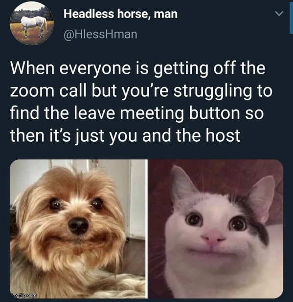 Funny Zoom Memes cat and dog awkward face and the tweet says when everyone is getting off the zoom call but you're struggling to leave and it's just you and the host.