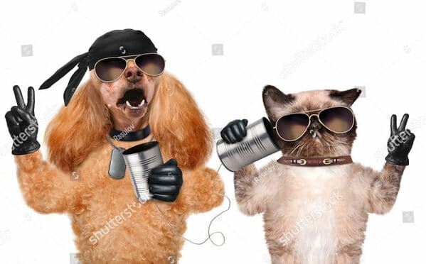 WTF stock photos dog and cat