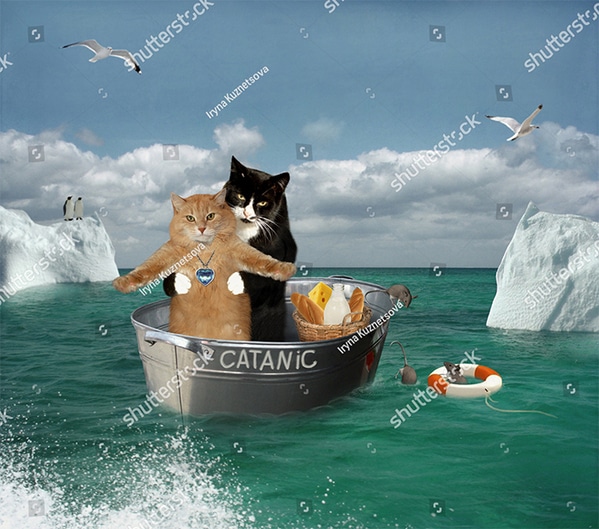 WTF stock photos cats reenacting Titanic