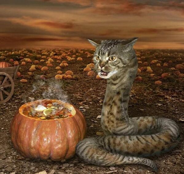 WTF stock photos cat cooking in a pumpkin but the cat looks like a snake