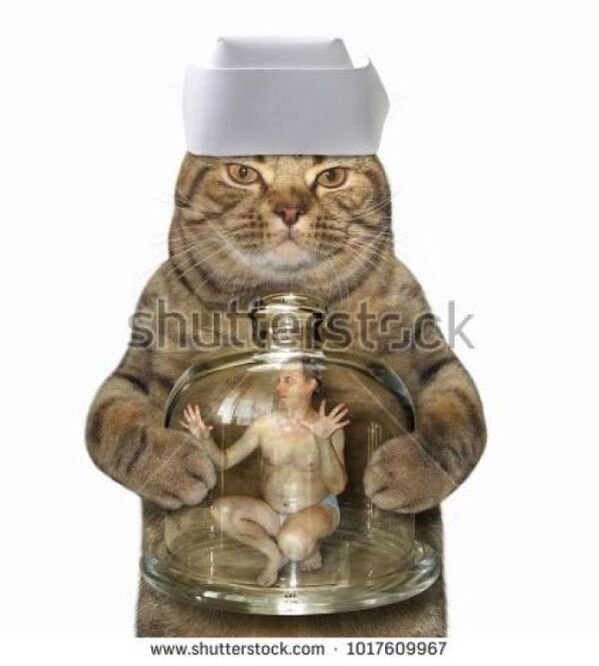 WTF stock photos cat with a man in a glass jar