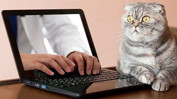 WTF stock photos cat on computer with hands coming out