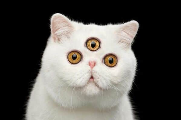 WTF stock photos three eyed cat