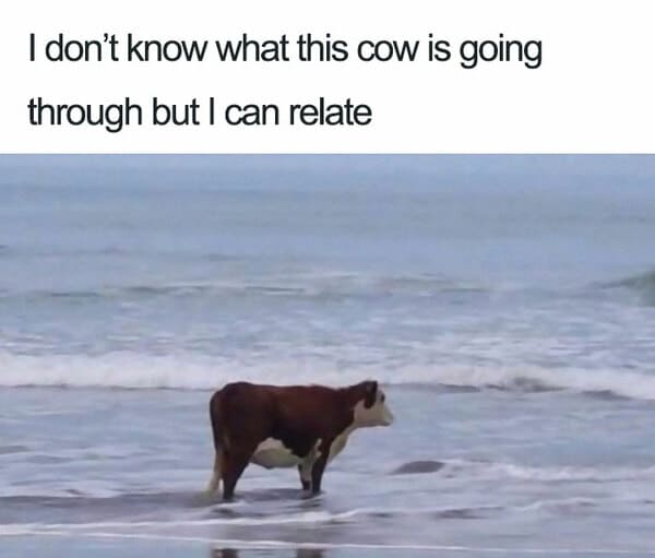 introvert meme, introvert memes, funny introvert meme, funny introvert memes, memes for introverts, funny memes for introverts, meme for introvert, funny meme for introverts, funny introvert joke, introvert jokes, funny introvert jokes, funny jokes for introvert, funny joke about introverts, funny jokes about introverts, introvert funny meme, introverts funny meme, introverts meme, introverts memes, introvert meme funny, introvert memes funny, hilarious introvert meme, hilarious introvert memes