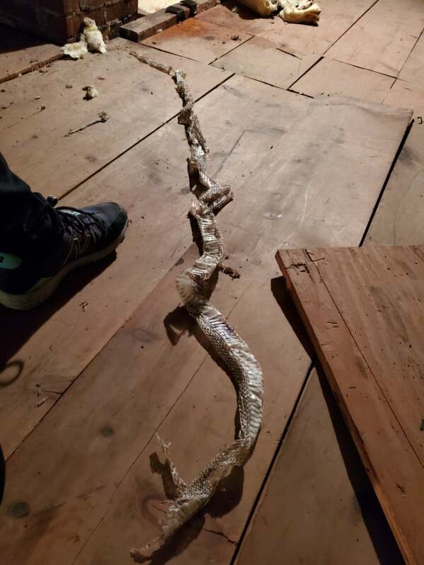 snake skin in attic, large snake somewhere in house, Fails, regret life choices, 2020, bad year, best funny pictures of the year