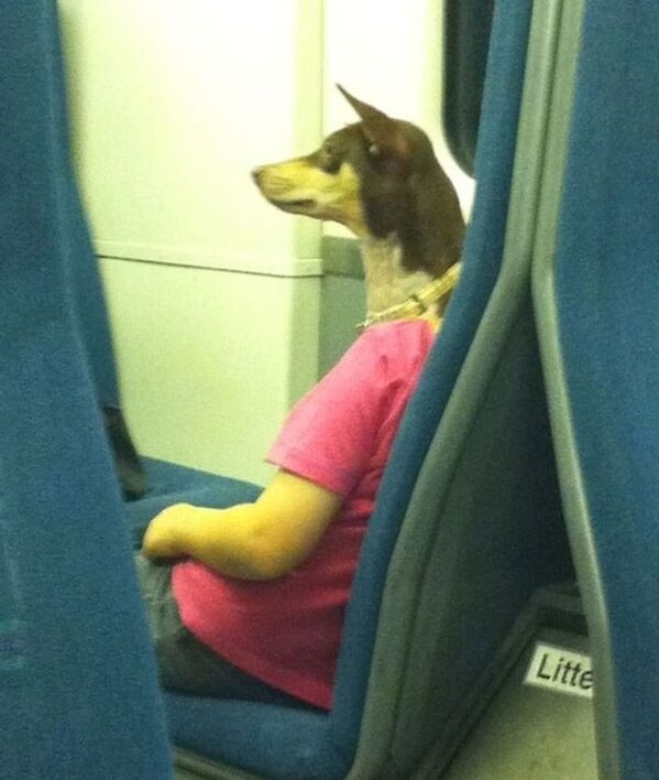 person on the train who looks like she has a dog for a head, Confusing pictures, confusing perspective reddit, funny accidental photos, weird funny perspective, play to the top of your intelligence, patterns and the brain