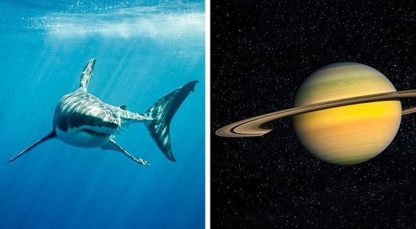 sharks and saturn side by side, Things that are older than you thought, facts about early inventions, interesting facts about every day objects