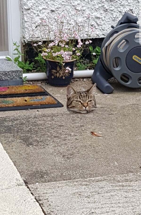 cat hat that looks stuck in the ground, Confusing pictures, confusing perspective reddit, funny accidental photos, weird funny perspective, play to the top of your intelligence, patterns and the brain