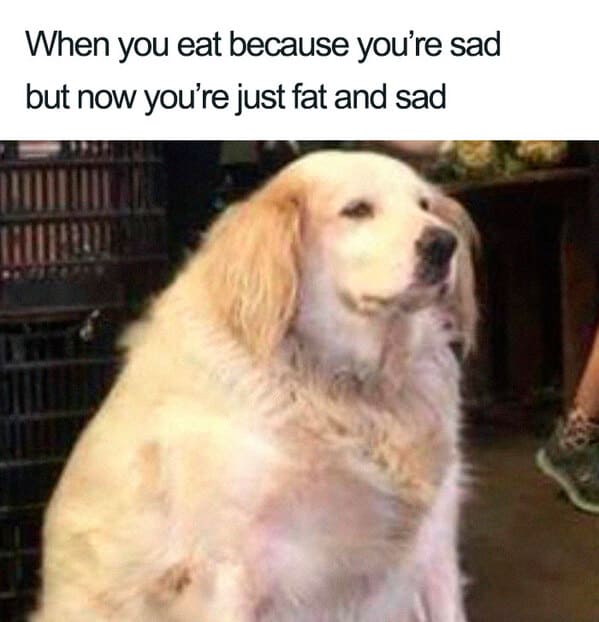 35 Funny Weight Loss Memes That Prove Everyone Struggles ...