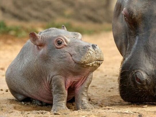 There’s An Entire Instagram Account Devoted To Animals Without Necks