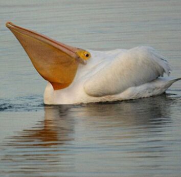Thereâ€™s An Entire Instagram Account Devoted To Animals Without Necks