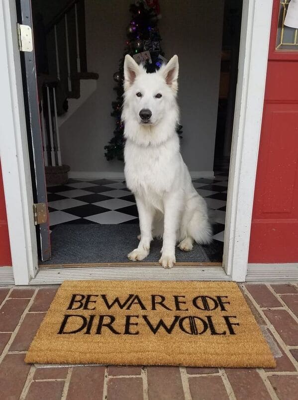 Funny doormats, funny pics from houseguests, r funny, reddit, jokes, dog jokes, weird signs, houseguests not feeling welcome, hilarious signs outside house, lol