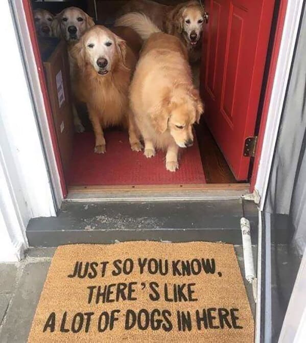 Funny doormats, funny pics from houseguests, r funny, reddit, jokes, dog jokes, weird signs, houseguests not feeling welcome, hilarious signs outside house, lol