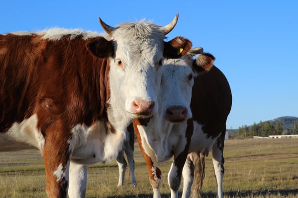 cows looking at camera, animals make their own vitamin c