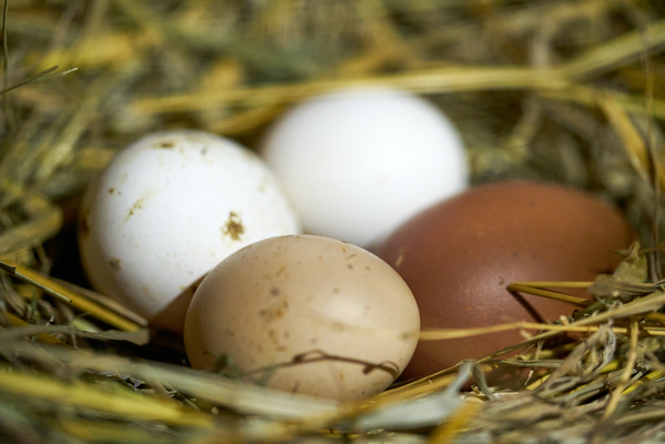 eggs in a nest, explain like im five