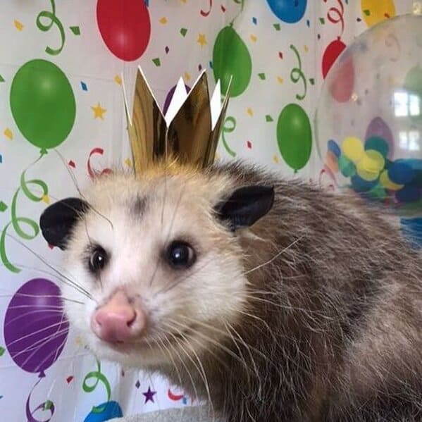 A possum every hour twitter, tweets of pictures of possums every single day and night, wtf, wholesome, funny photos of animals, Possumeveryhour