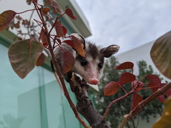 A possum every hour twitter, tweets of pictures of possums every single day and night, wtf, wholesome, funny photos of animals, Possumeveryhour