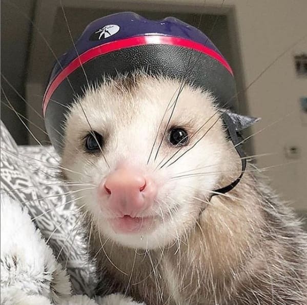 A possum every hour twitter, tweets of pictures of possums every single day and night, wtf, wholesome, funny photos of animals, Possumeveryhour