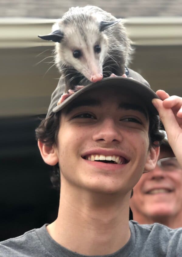 A possum every hour twitter, tweets of pictures of possums every single day and night, wtf, wholesome, funny photos of animals, Possumeveryhour