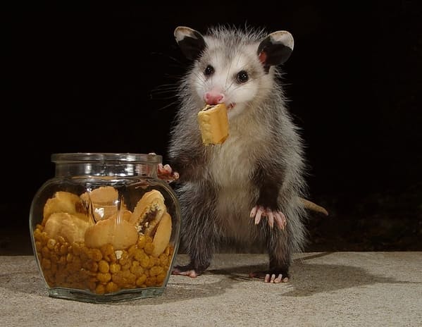 A possum every hour twitter, tweets of pictures of possums every single day and night, wtf, wholesome, funny photos of animals, Possumeveryhour