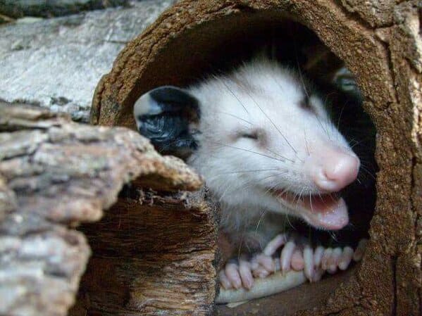 A possum every hour twitter, tweets of pictures of possums every single day and night, wtf, wholesome, funny photos of animals, Possumeveryhour