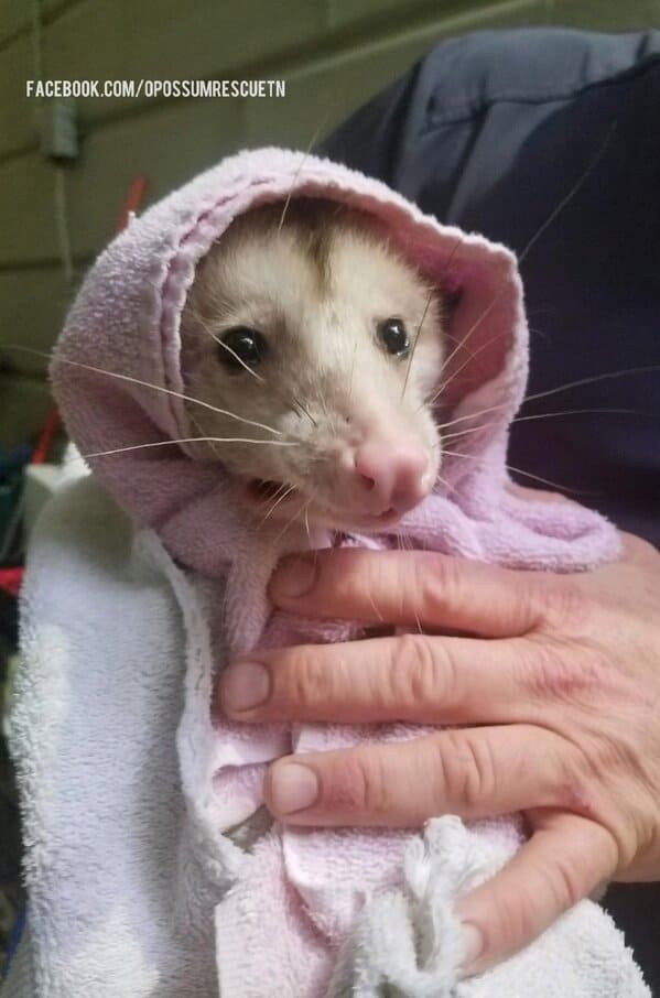 A possum every hour twitter, tweets of pictures of possums every single day and night, wtf, wholesome, funny photos of animals, Possumeveryhour