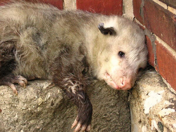 A possum every hour twitter, tweets of pictures of possums every single day and night, wtf, wholesome, funny photos of animals, Possumeveryhour