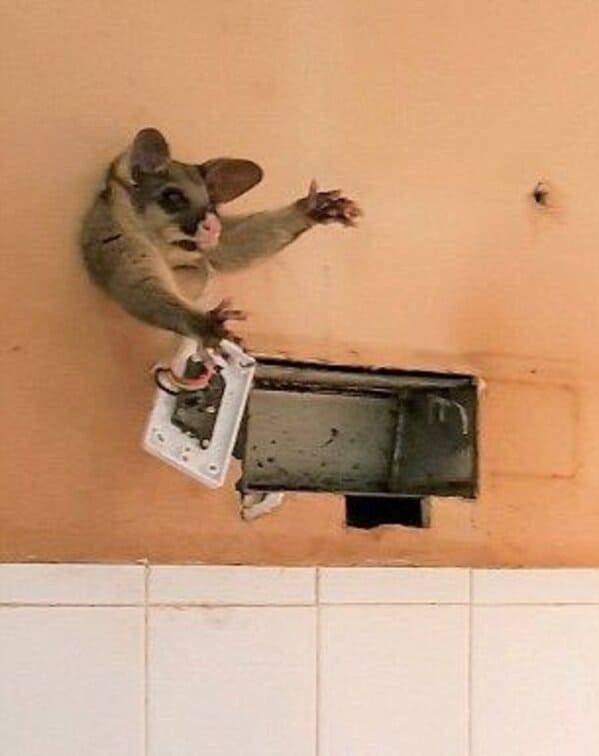 A possum every hour twitter, tweets of pictures of possums every single day and night, wtf, wholesome, funny photos of animals, Possumeveryhour