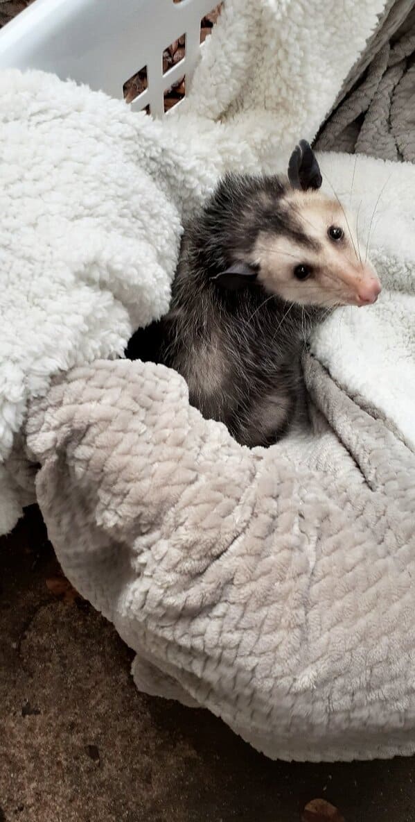 A possum every hour twitter, tweets of pictures of possums every single day and night, wtf, wholesome, funny photos of animals, Possumeveryhour