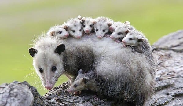 A possum every hour twitter, tweets of pictures of possums every single day and night, wtf, wholesome, funny photos of animals, Possumeveryhour