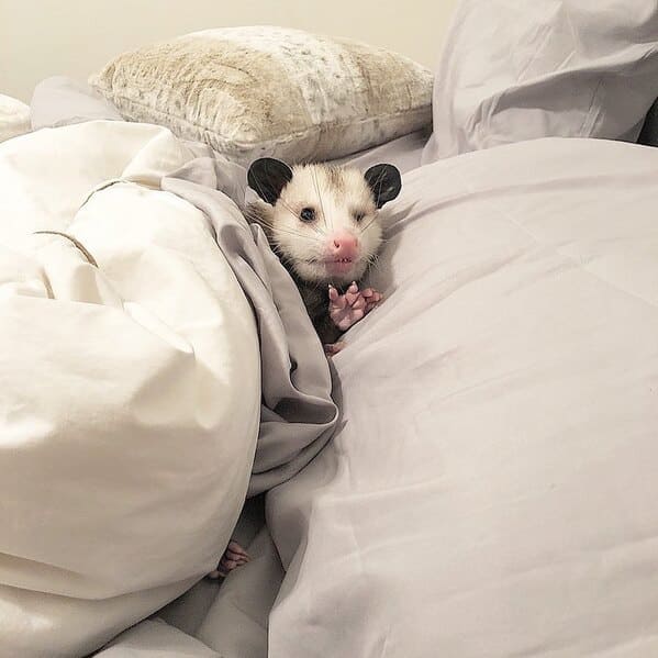 A possum every hour twitter, tweets of pictures of possums every single day and night, wtf, wholesome, funny photos of animals, Possumeveryhour