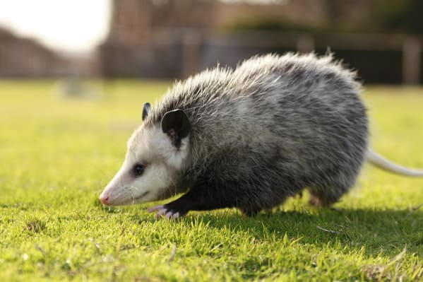 A possum every hour twitter, tweets of pictures of possums every single day and night, wtf, wholesome, funny photos of animals, Possumeveryhour